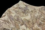 Fossil Fish (Gosiutichthys) Mortality Plate - Lake Gosiute #130012-2